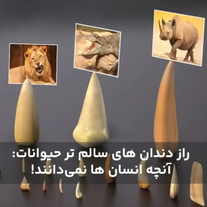 راز دندان‌ های سالم‌ تر حیوانات: آنچه انسان ‌ها نمی‌دانند!