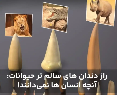 راز دندان های سالم تر حیوانات: آنچه انسان ها نمیدانند!